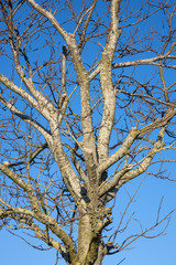 Tree silhouette against blue sky