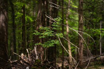trees and forest on a foggy and later bright day