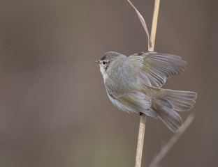 siberian chiffchaff