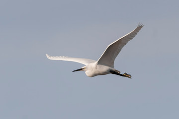 Fototapeta na wymiar Little egret