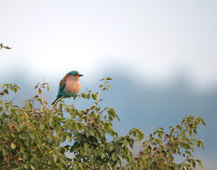 Indian roller  sitting on tree