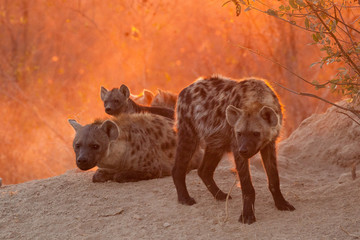 spotted Hyenas in their den in morning light