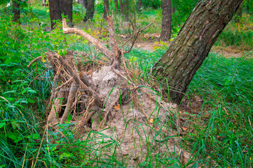 falling pine tree after hurricane with root disk torn out of the ground