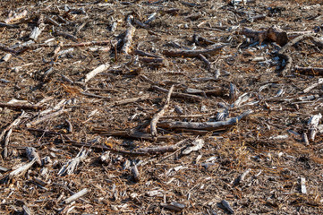 Forest land is covered with bark of pine mulch. fragment as background texture. selective focus