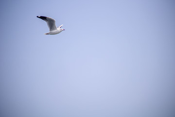 seagull in flight in saint martin's island bangladesh