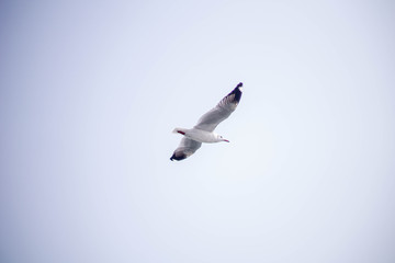 seagull in flight in saint martin's island bangladesh