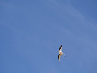 ciconia ciconia flying