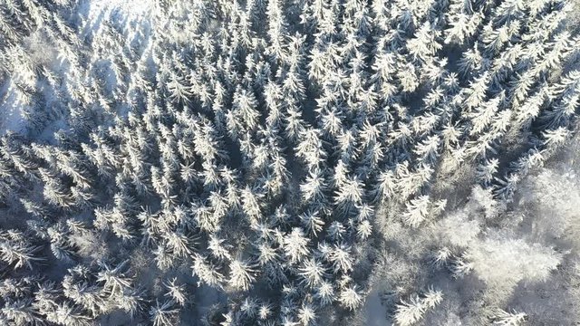 Aerial view of white spruce trees covered in fresh snow on sunny winter day in mountain, Liberec, Czech Republic