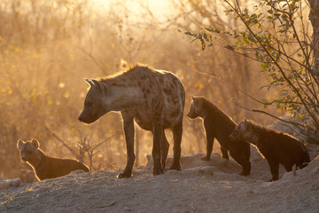 Female Spotted hyena with cubs at her den in morning light