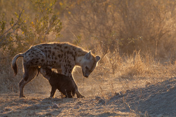 Spotted hyena nursing her young cub