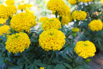 Yellow marigold flowers with green leaves in the meadow in flower garden for background