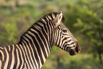 Close up side view of a zebra
