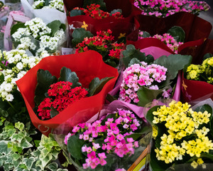 Flowering houseplant Kalanchoe in packaging in a flower shop.
