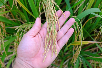Rice spike in farmer hand in rice field background.