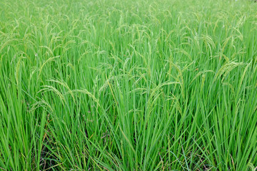 Young green rice in the rice fields background.