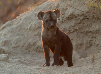 Spotted hyena cub backlit in morning light