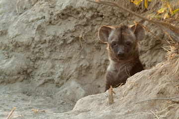 Portrait of a spotted hyena cub