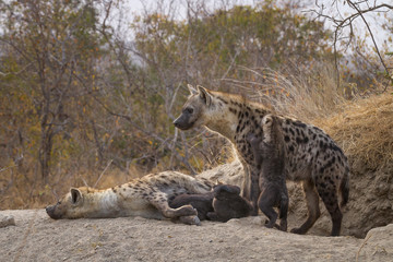 spotted hyenas at their den, South Africa