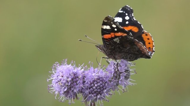 Slow Motion Video: Red Admiral (Vanessa atalanta) butterfly flies up and sits on the devil's-bit scabious (Succisa pratensis) flower. Slowed down 16 times