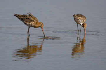 black-tailed godwits