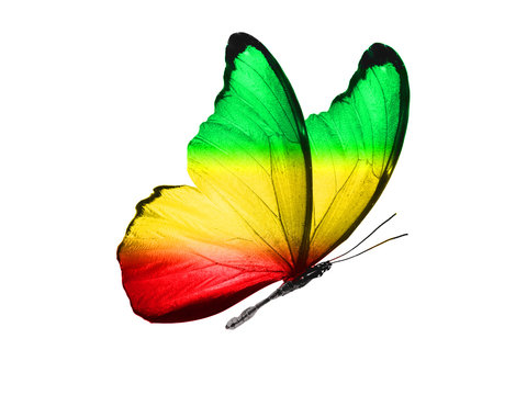 butterfly isolated on a white background. with wings of yellow, green, red. Rasta color.