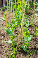 Natural pea shoots rise on farm soil, vertical format