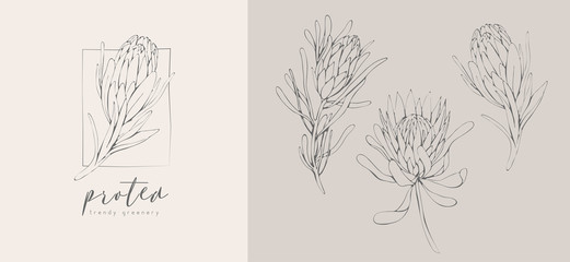 Protea Flower Drawing Photos Royalty Free Images Graphics Vectors Videos Adobe Stock