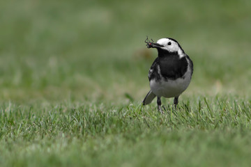 pied wagtail with a fly