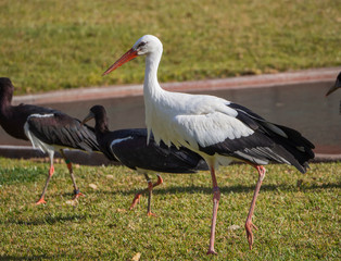 ciconia ciconia running in a zoo