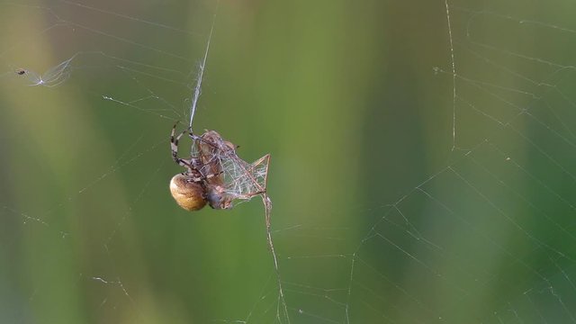 Marsh Crane Fly (Tipula oleracea) hit the spiderweb. Four Spot Orb-Weaver (Araneus quadratus) Spider attacks. Macro video of insects