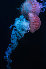 jellyfish south american sea nettle