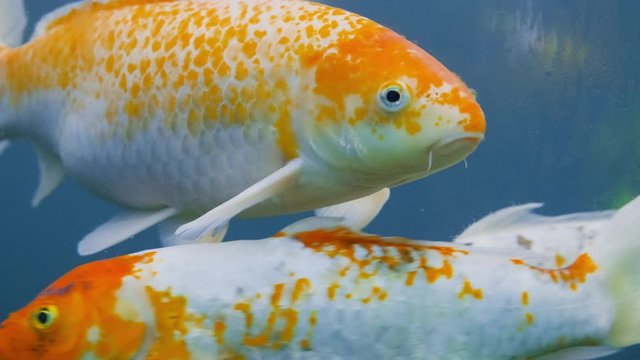 An orange and white Japanese Koi Carp fish swims around in a close up then bumps into another friend Koi fish proceeding to keep swimming in the dark blue water. Slowmotion UHD.