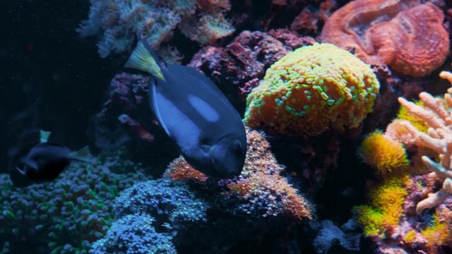 A Yellow Belly Regal Blue Tang fish mom swims around and looks after her fish children playing at a vibrant coral reef near Australia. Slowmotion UHD.