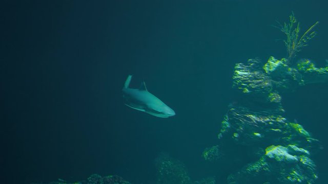A small reef shark swim around slowly a reef in search for food in the dark blue water.