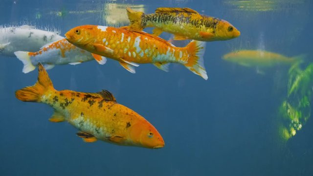 A large group of Japanese Koi Carp fish swims around in dark blue water from the side. A variation of orange, white and red fish.  Slowmotion UHD.