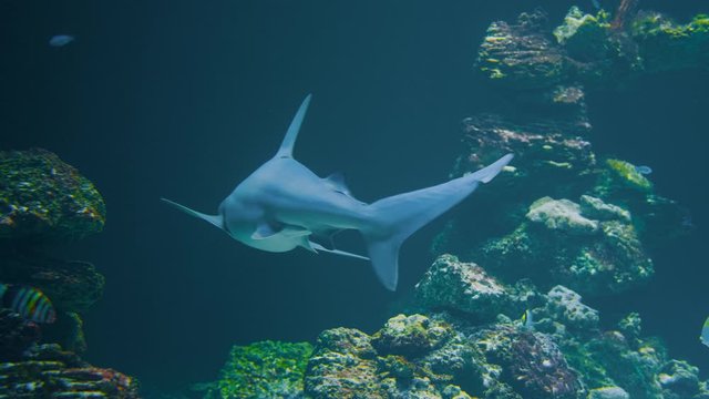 Two large reef sharks swim around and patrol an area in search of food at a vibrant reef. Exotic smaller fish swim around in the dark blue water. Slowmotion UHD.