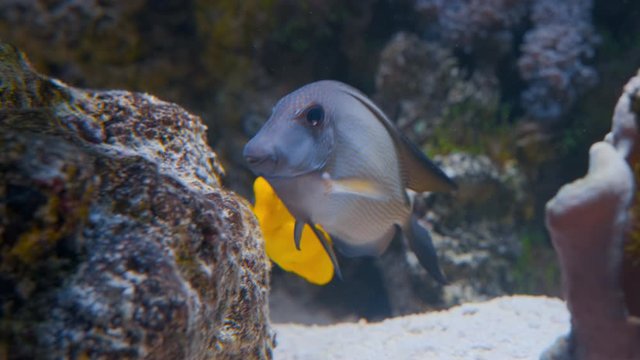 A happy yellow Zebrasoma fish taking care of his rock at a coral reef when suddenly some rude fish comes in and chews at his rock then leaving quickly. Slowmotion UHD.