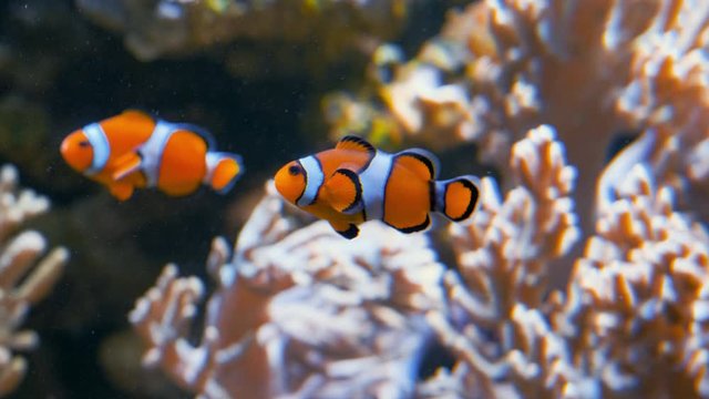 A small cute orange vibrant clown fish floats around infront of a pink coral reef with his fish friend swimming around behind him near New Zeeland, Oceania. Sun shines from above. Slowmotion UHD.