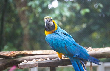 Caged Blue macaw at Darjeeling, West Bengal India