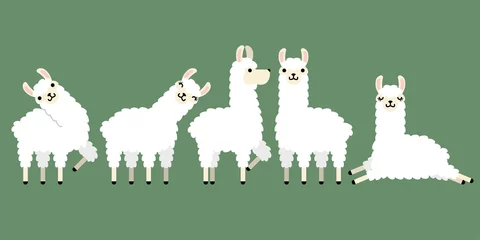 Foto auf Alu-Dibond Set of cute white llama animal in different postures. Design for card, sticker , fabric textile, t shirt. children, kid modern trendy style. Vector illustration © laiby
