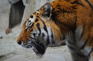 big tiger in the zoo