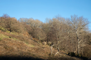 Bare trees and brushwood in sunny winterlight
