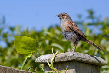 dunnock
