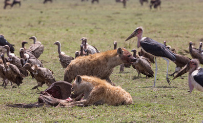 spotted hyenas defending kill from vultures and marabou storks in Masai Mara, Kenya