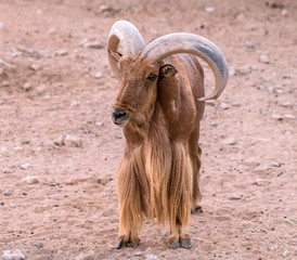 Wild Animal Barbary Sheep with Long Horns