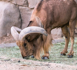 Wild Animal Barbary Sheep with Long Horns
