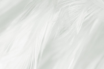 Obraz premium Beautiful line white feather wool pattern texture background