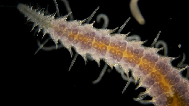 a sea ciliary worm under a microscope, of the Syllidae family, differs in others by the presence of a barrel-shaped ventricle, most of the worms are found in seas and fresh waters, the video shows how