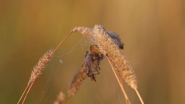 Cocoon with the Marsh Crane Fly (Tipula oleracea) is in the nest of Four Spot Orb-Weaver (Araneus quadratus) Spider. Macro video of insects