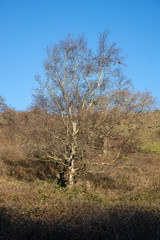 Bare trees and brushwood in sunny winterlight